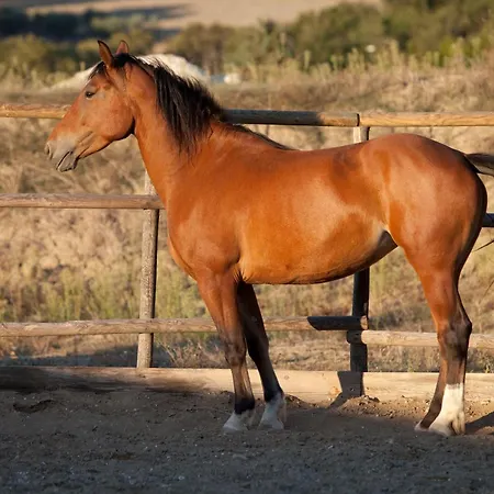 Casale Talevi مزرعة للإقامة