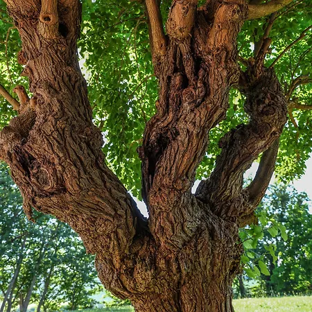 مزرعة للإقامة Casale Talevi